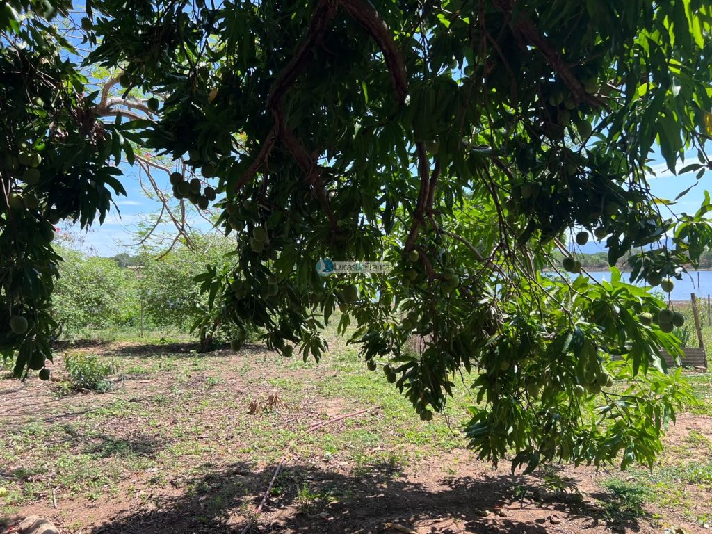 Propriedade Rural -14 Hectares (7)